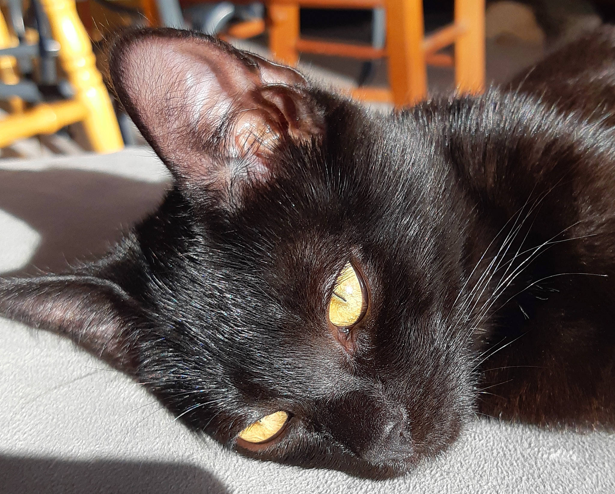 Ratata participe au concours pour gagner de l'argent avec cette photo : black, black_cat, bombay, carnivore, cat, comfort, domestic_short_haired_cat, felidae, fur, pet_supply, small_to_medium_sized_cats, snout, terrestrial_animal, vertebrate, whiskers, yellow