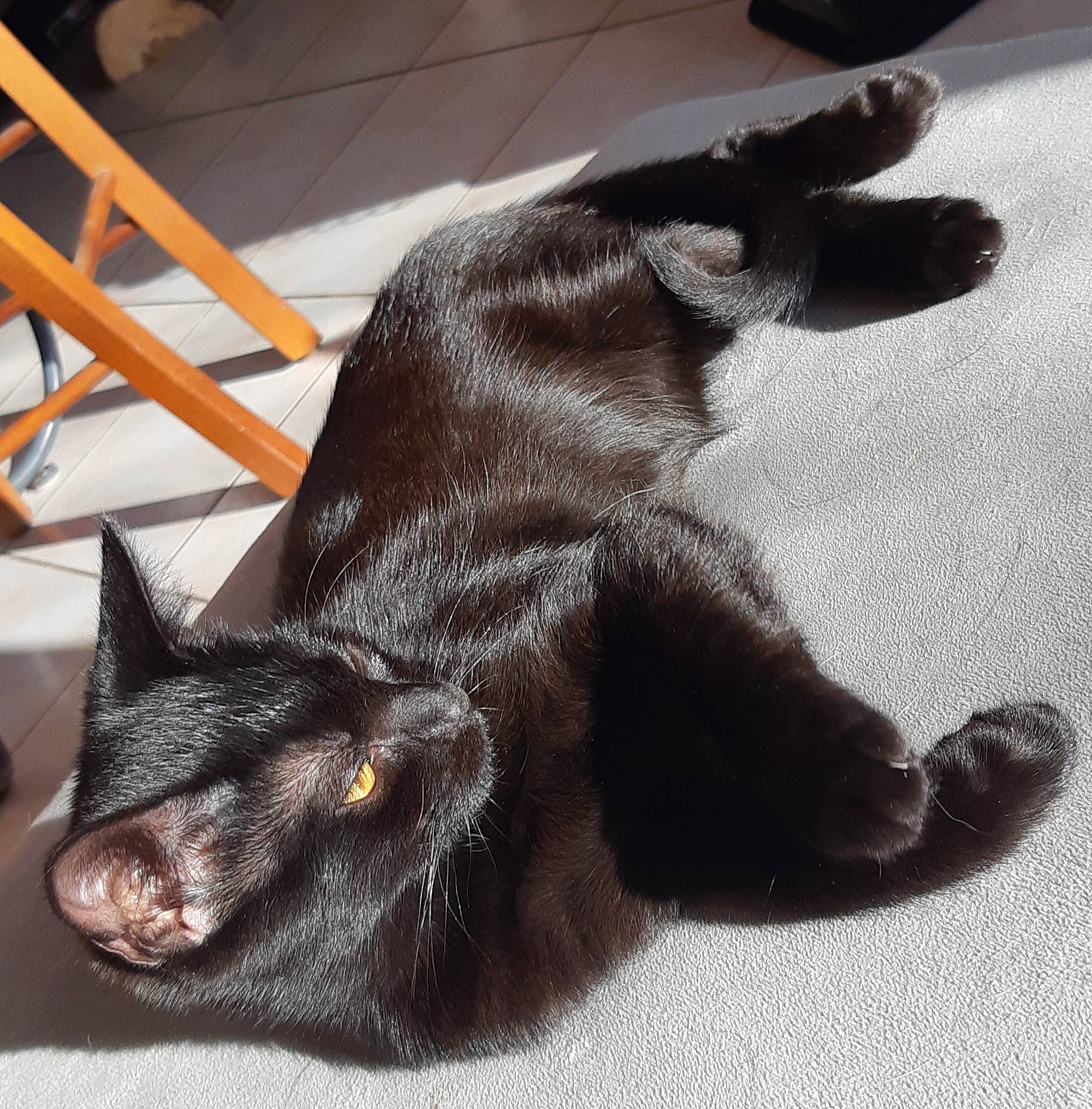 Ratata participe au concours pour gagner de l'argent avec cette photo : black_cat, carnivore, cat, chair, claw, comfort, felidae, foot, fur, organism, paw, small_to_medium_sized_cats, snout, tail, terrestrial_animal, vertebrate, whiskers