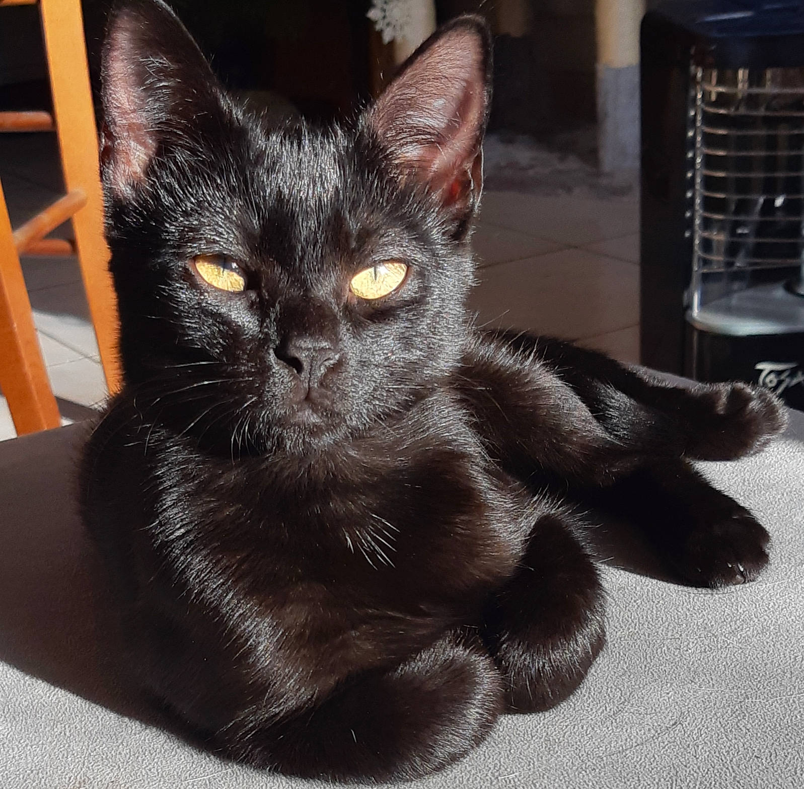 Ratata a rejoint le concours — aidez-le/la à gagner de superbes lots ! black, black_cat, carnivore, cat, comfort, domestic_short_haired_cat, felidae, fur, grille, home_accessories, home_appliance, kitchen_appliance, pet_supply, small_to_medium_sized_cats, snout, terrestrial_animal, vertebrate, whiskers