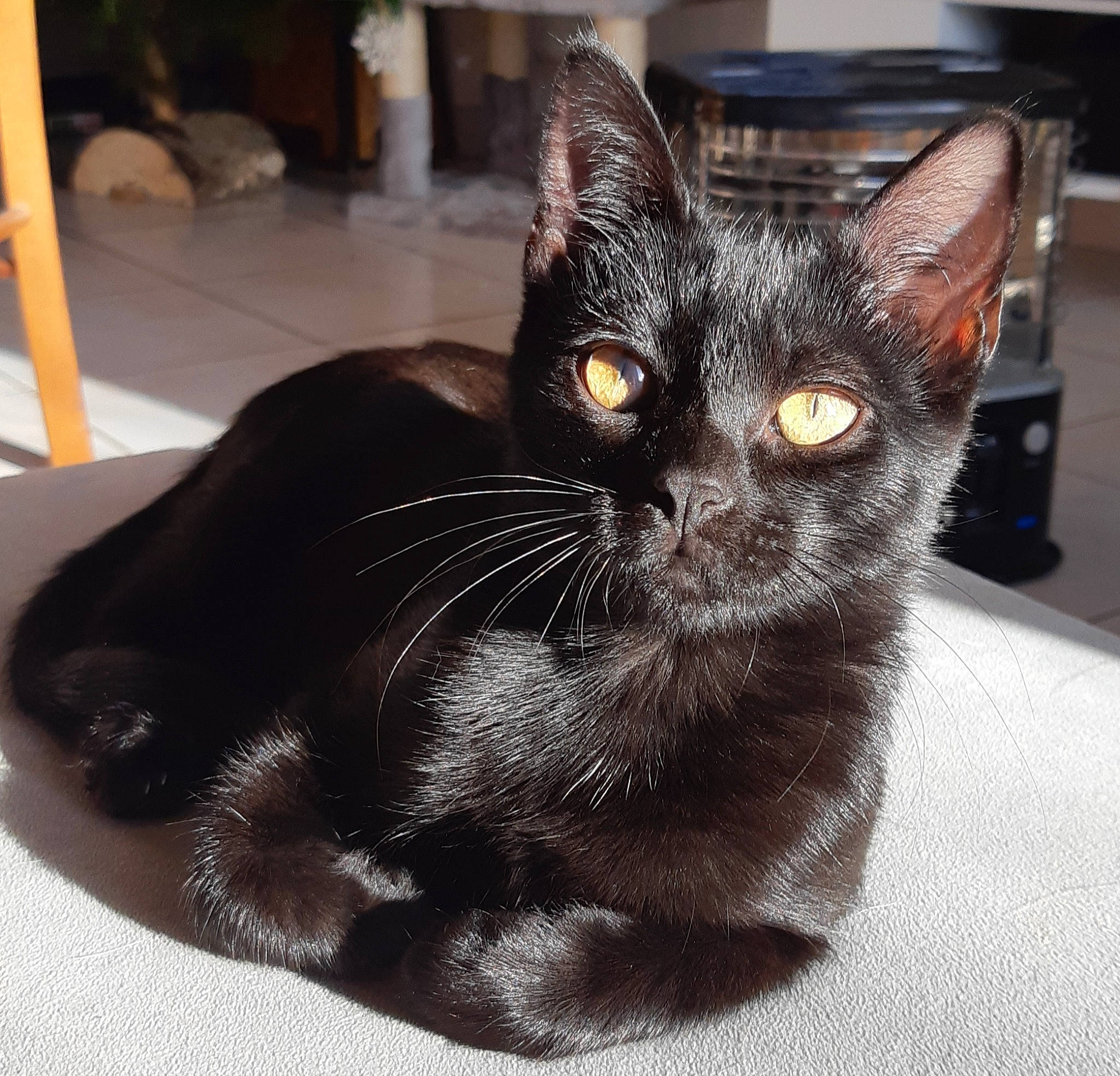 Ratata participe au concours pour gagner de l'argent avec cette photo : black_cat, carnivore, cat, comfort, domestic_short_haired_cat, felidae, fur, mammal, pet_supply, small_to_medium_sized_cats, snout, terrestrial_animal, whiskers