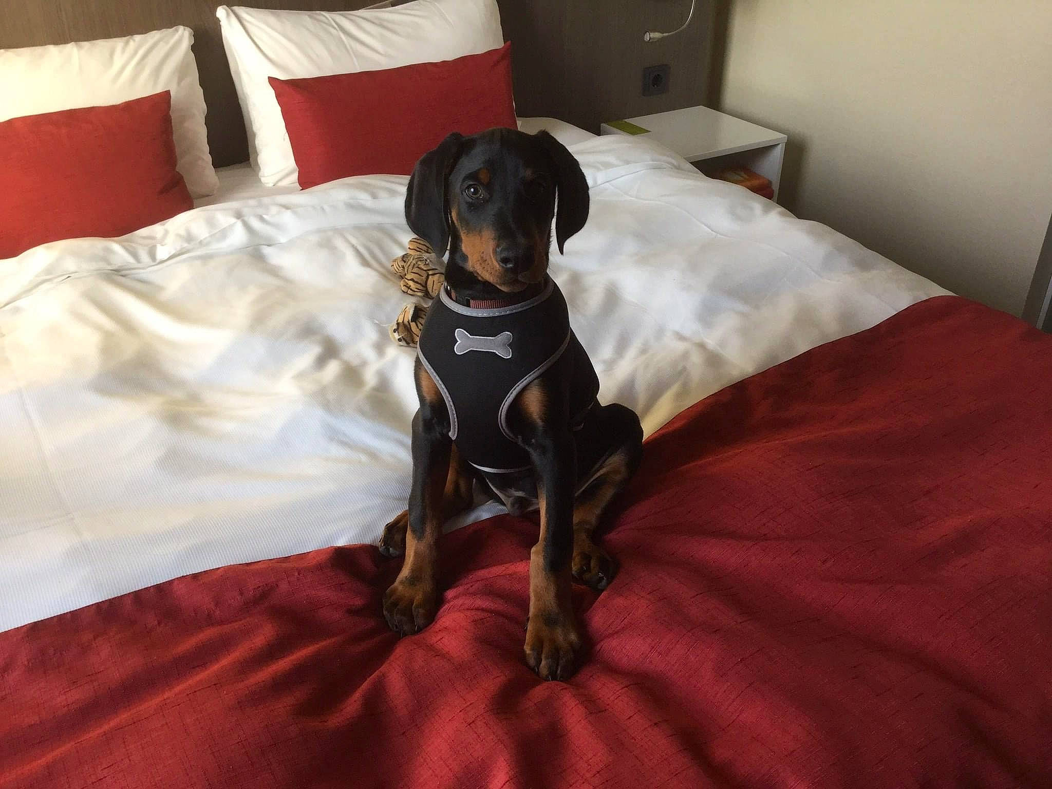 Oscar participe au concours pour gagner de l'argent avec cette photo : bed, bedding, bedroom, carnivore, chair, comfort, companion_dog, dog, dog_breed, dog_supply, fawn, flooring, furniture, linens, liver, mammal, pillow, room, snout, working_animal