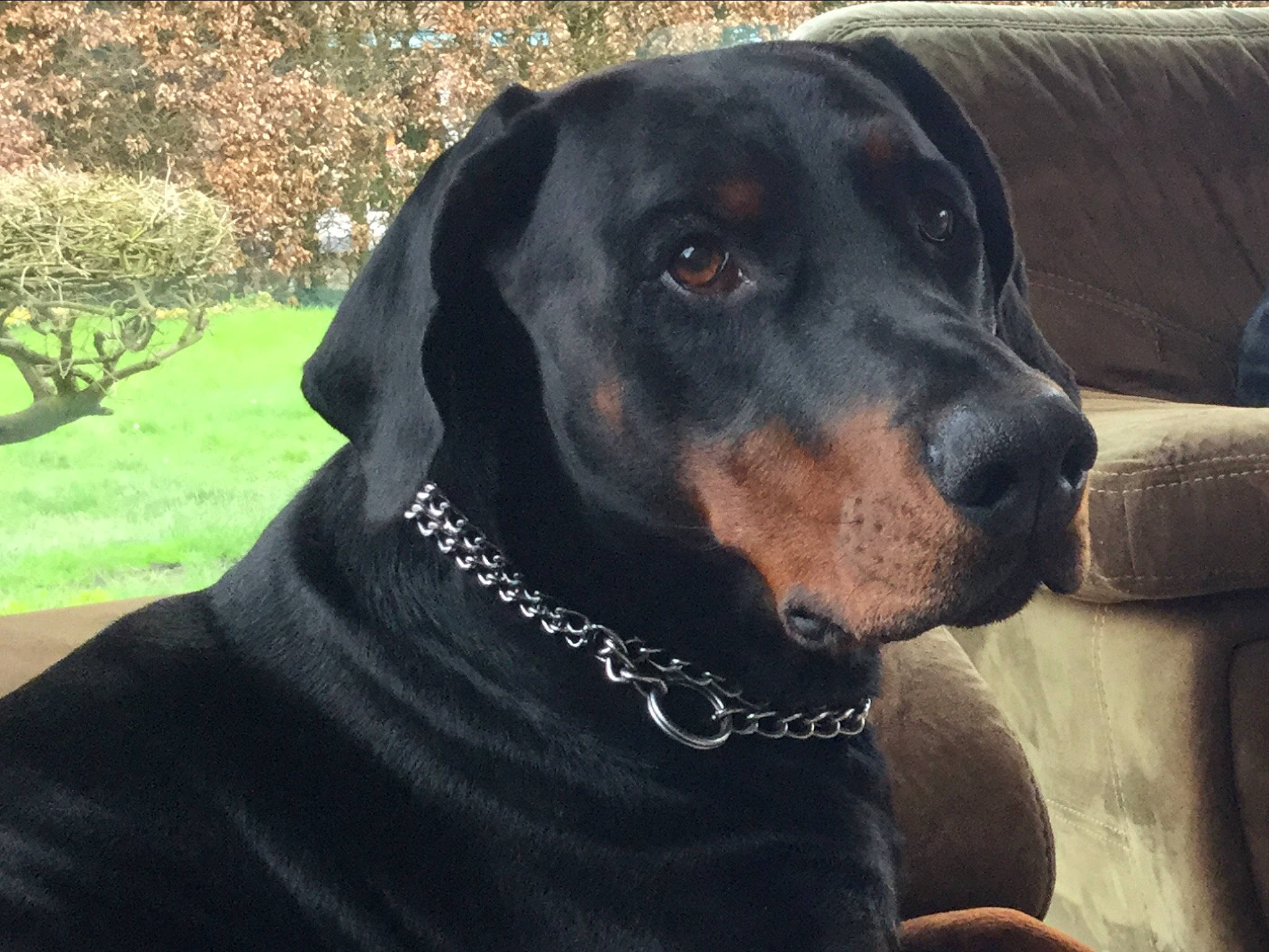 Oscar a rejoint le concours — aidez-le/la à gagner de superbes lots ! canidae, carnivore, collar, companion_dog, dog, dog_breed, dog_collar, fur, guard_dog, head, liver, pet_supply, plant, snout, sporting_group, tree, whiskers, windshield, working_animal, working_dog