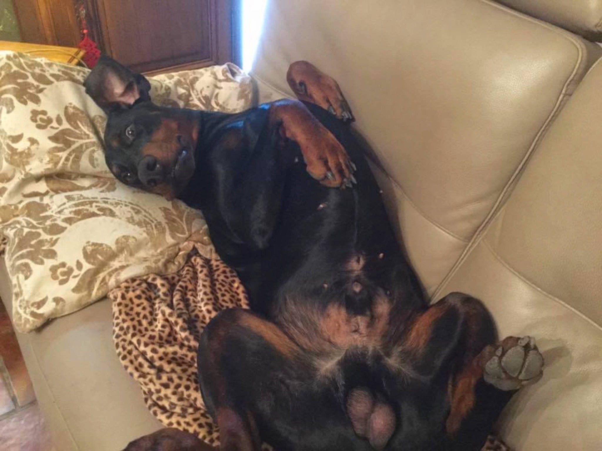 Oscar a rejoint le concours — aidez-le/la à gagner de superbes lots ! brown, canidae, carnivore, comfort, companion_dog, couch, dog, dog_breed, fawn, fur, guard_dog, linens, nap, non_sporting_group, room, sporting_group, working_animal, working_dog