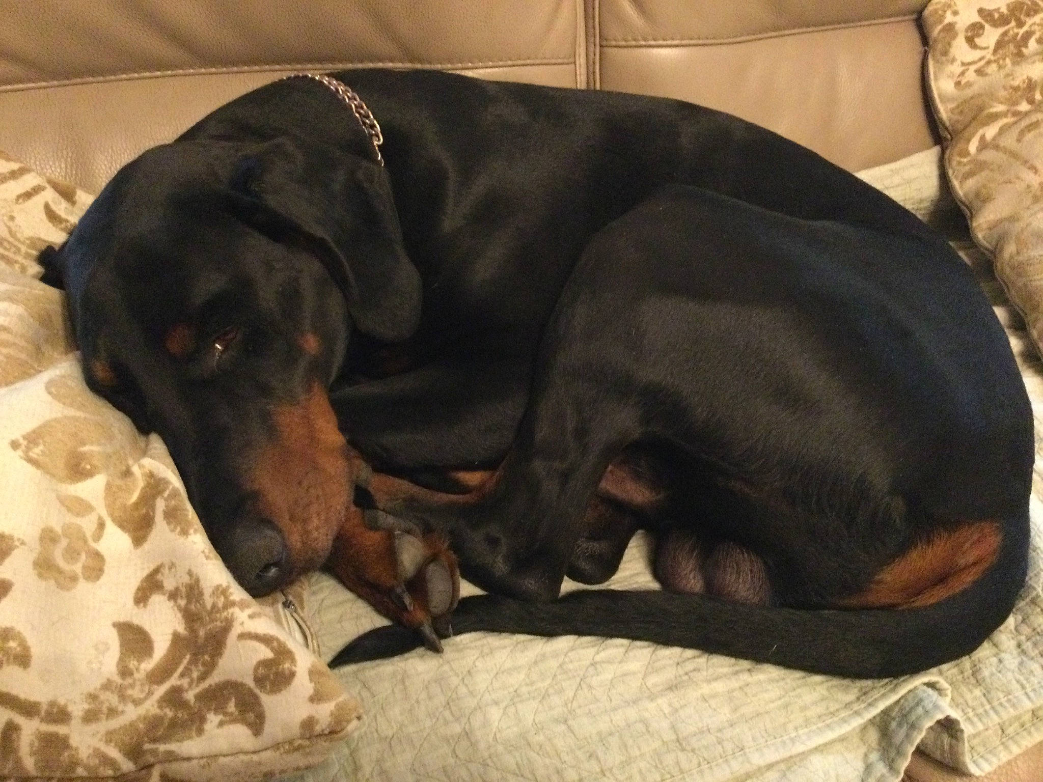 Oscar participe au concours pour gagner de l'argent avec cette photo : borador, canidae, carnivore, collar, comfort, companion_dog, dog, dog_breed, dog_supply, fawn, fur, guard_dog, gun_dog, liver, pet_supply, snout, sporting_group, studio_couch, whiskers, working_animal