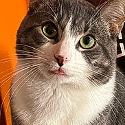 Milo Vazquez is registered to the contest to win money with this photo: cat, close_up, grey_cat, white_fur, green_eyes, whiskers, pink_nose, tongue_out, curious, pet, indoor, feline, portrait, animal, cute, fur, ears, face, orange_background, domestic_cat