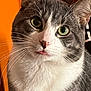 cat, close_up, grey_cat, white_fur, green_eyes, whiskers, pink_nose, tongue_out, curious, pet, indoor, feline, portrait, animal, cute, fur, ears, face, orange_background, domestic_cat