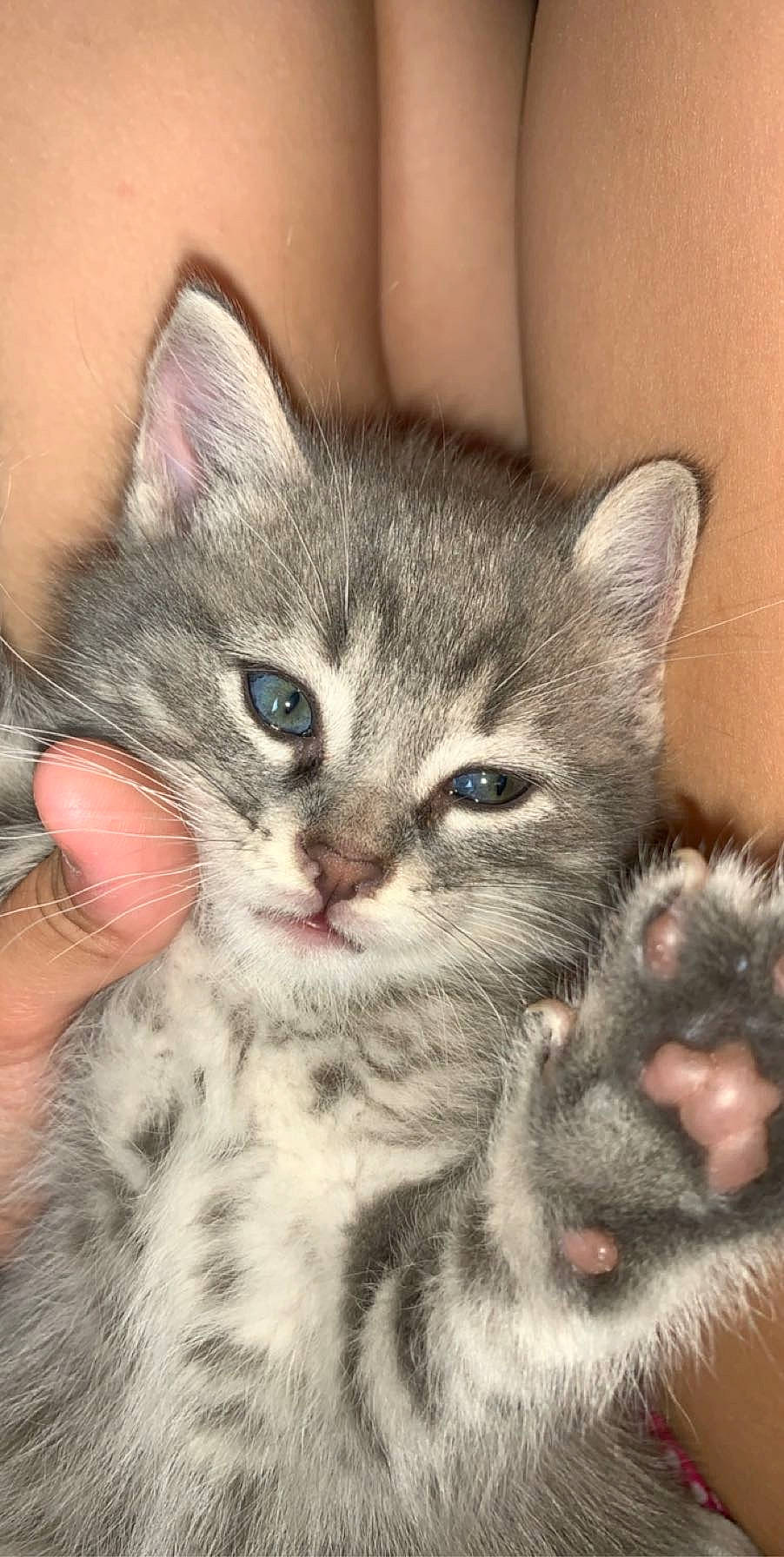 Jackie a rejoint le concours — aidez-le/la à gagner de superbes lots ! american_curl, american_shorthair, american_wirehair, asian, carnivore, cat, domestic_short_haired_cat, dragon_li, egyptian_mau, european_shorthair, felidae, kitten, mammal, pixie_bob, polydactyl_cat, siberian, small_to_medium_sized_cats, tabby_cat, vertebrate, whiskers