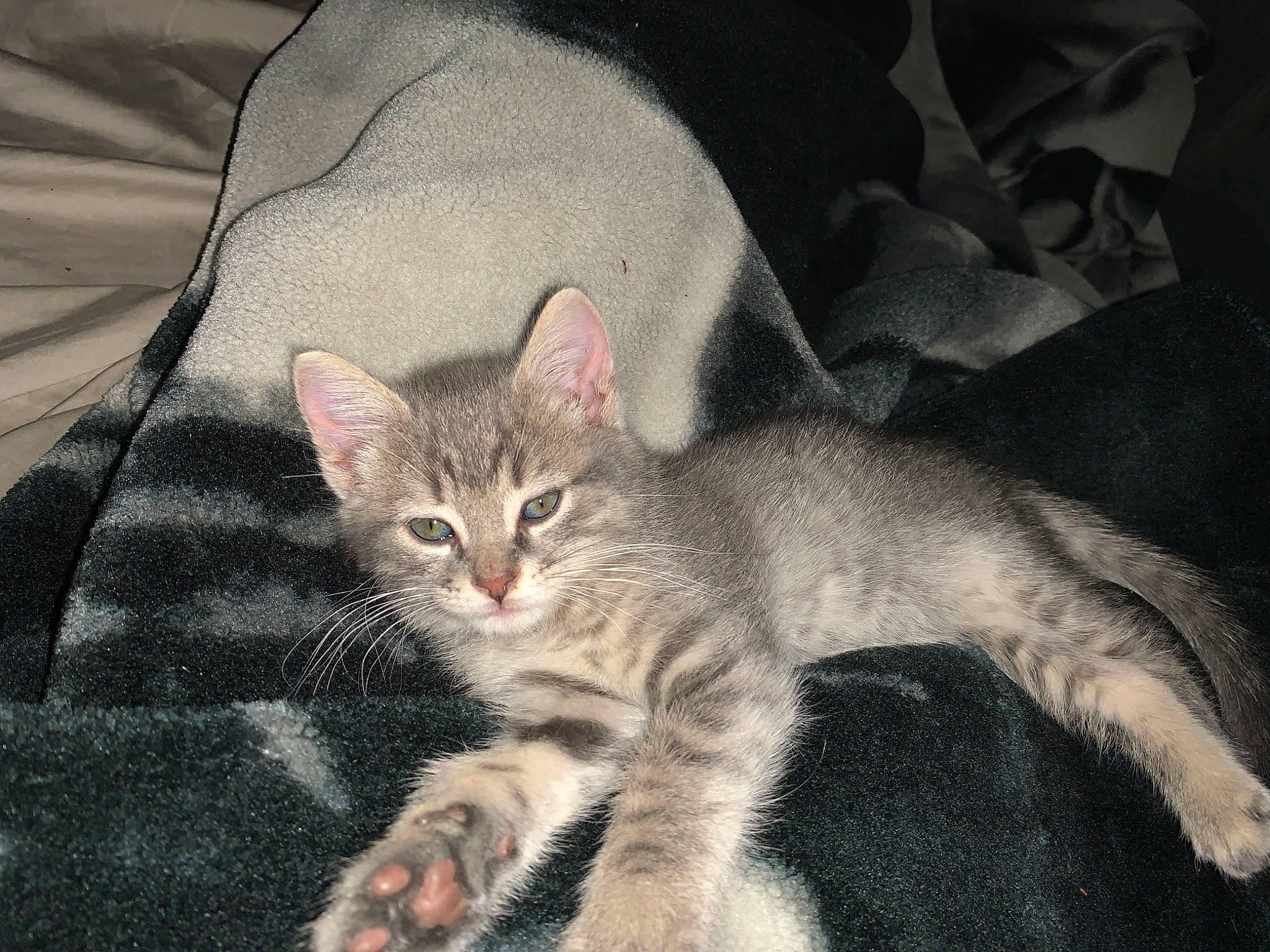 Jackie a rejoint le concours — aidez-le/la à gagner de superbes lots ! american_wirehair, arabian_mau, asian, australian_mist, california_spangled, carnivore, cat, domestic_short_haired_cat, dragon_li, egyptian_mau, european_shorthair, felidae, kitten, mammal, ocicat, pixie_bob, small_to_medium_sized_cats, tabby_cat, vertebrate, whiskers