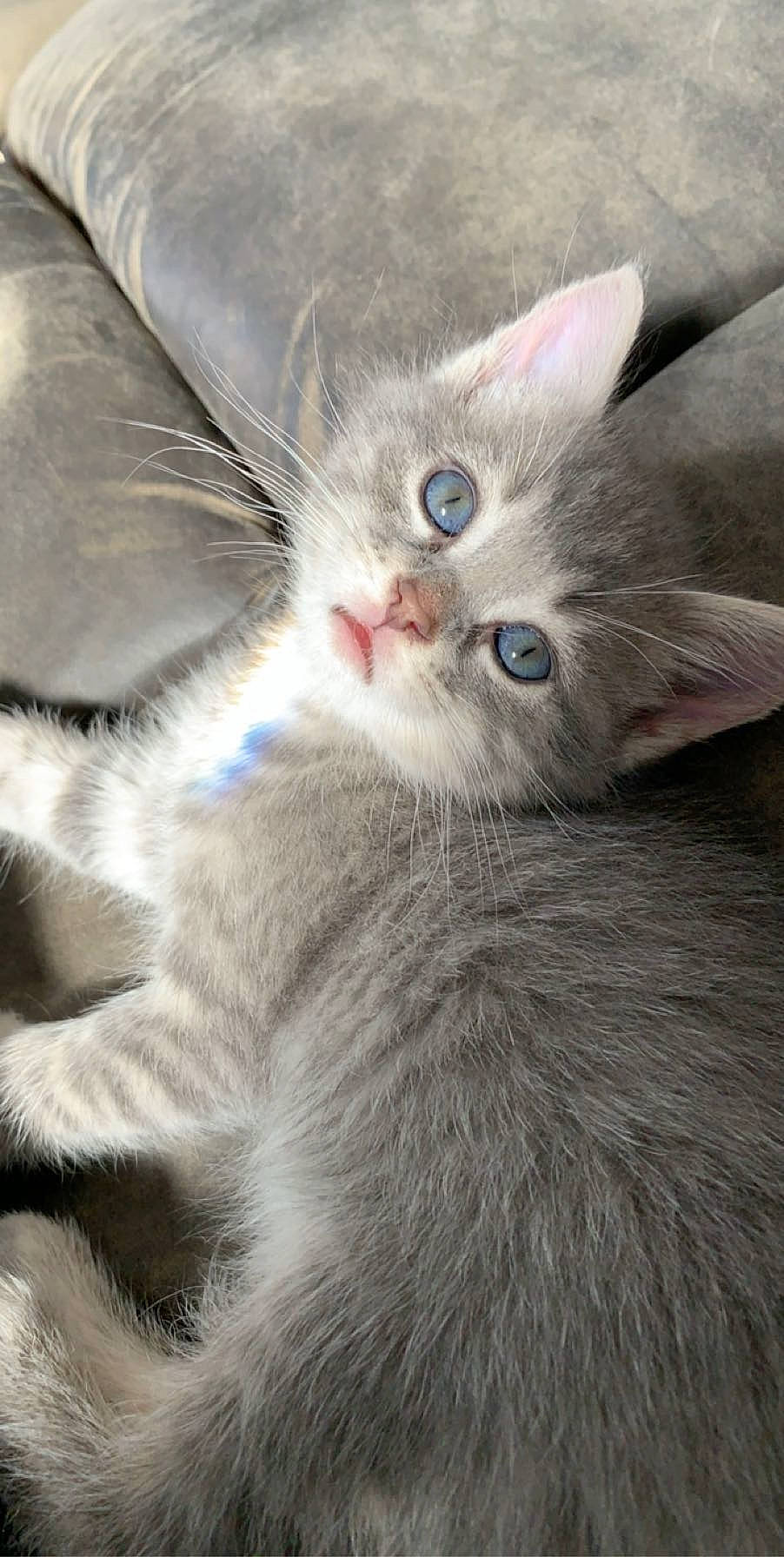 Jackie participe au concours pour gagner de l'argent avec cette photo : asian, asian_semi_longhair, carnivore, cat, domestic_short_haired_cat, eye, fawn, felidae, fur, kitten, mammal, norwegian_forest_cat, ojos_azules, ragdoll, siberian, small_to_medium_sized_cats, whiskers