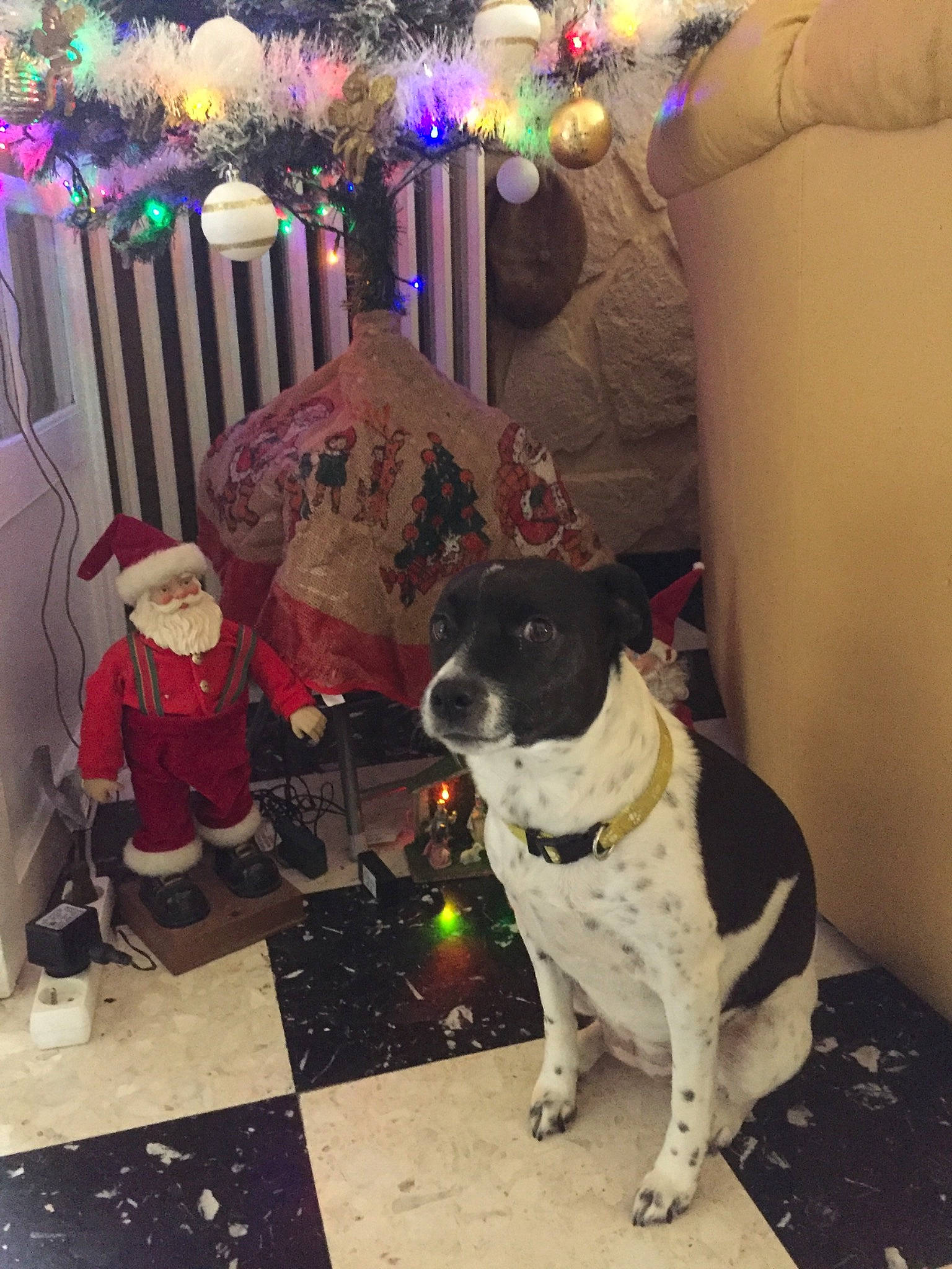 Angie a rejoint le concours — aidez-le/la à gagner de superbes lots ! canidae, carnivore, christmas, christmas_decoration, christmas_eve, collar, companion_dog, decoration, dog, dog_breed, dog_collar, floor, holiday, interior_design, snout, sporting_group, sun_hat, toy, working_animal