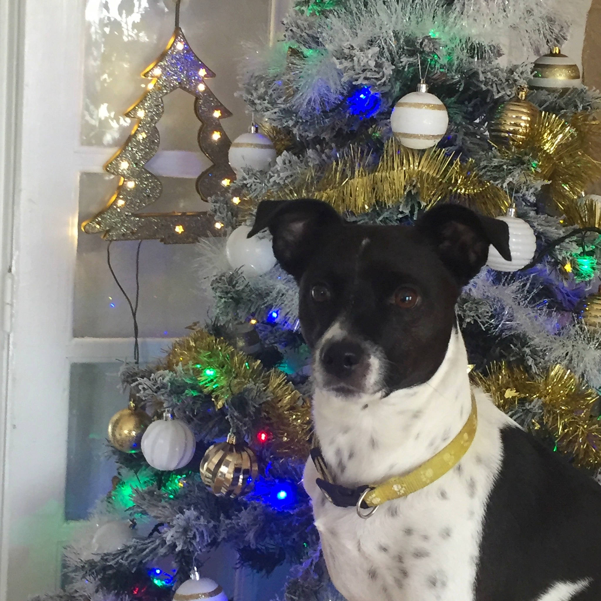 Angie participe au concours pour gagner de l'argent avec cette photo : canidae, carnivore, christmas, christmas_decoration, christmas_eve, christmas_lights, christmas_ornament, christmas_tree, collar, dog, dog_breed, dog_collar, event, holiday, holiday_ornament, interior_design, ornament, snout, sporting_group, working_animal