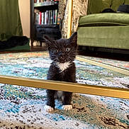 Chicago is registered to the contest to win money with this photo: black_and_white, bookshelf, cat, cozy, curious, cute, domestic, floor, furniture, green_couch, house, indoor, kitten, patterned_rug, pets, rug, small_pet, table_legs, whiskers, young_cat