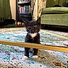 black_and_white, bookshelf, cat, cozy, curious, cute, domestic, floor, furniture, green_couch, house, indoor, kitten, patterned_rug, pets, rug, small_pet, table_legs, whiskers, young_cat