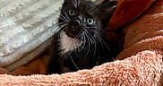 Chicago is registered to the contest to win money with this photo: black_and_white, blanket, cat, cozy, curious, cute, domestic_cat, feline, fur, indoor, kitten, looking_up, orange_blanket, pet, resting, small_animal, soft_texture, whiskers, white_blanket, young