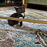 Chicago is registered to the contest to win money with this photo: black_and_white, bookshelf, carpet, cat, couch, cozy, curious, floor, furniture, home, indoor, kitten, metal_bar, paw, pet, playful, rug, small_animal, tuxedo_cat, wide_eyes