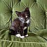 Chicago is registered to the contest to win money with this photo: animal, black_and_white, blue_eyes, cat, couch, curious, cute, domestic, feline, fur, green, indoor, kitten, pet, portrait, sitting, small, soft, whiskers, young