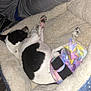 Casper joined the competition — help win amazing prizes! dog, pet_bed, sleeping, black_and_white, diaper, colorful, person, arm, leg, cozy, indoor, resting, fur, paw, blanket, fabric, comfort, relaxation, animal, nap