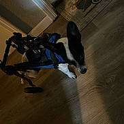 Casper is registered to the contest to win money with this photo: dog, wheelchair, harness, indoor, wooden_floor, black_and_white, pet, disabled_dog, animal, canine, flooring, door, mat, wheel, support_device, companion, cute, small_dog, animal_care, rehabilitation