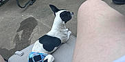 Casper joined the competition — help win amazing prizes! dog, diaper, outdoor, cushion, person_legs, shoes, concrete, chair, table, grass, casual, relaxing, black_and_white, small_dog, summer, footwear, tattoo, pavement, fabric, furniture