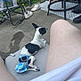 dog, diaper, outdoor, cushion, person_legs, shoes, concrete, chair, table, grass, casual, relaxing, black_and_white, small_dog, summer, footwear, tattoo, pavement, fabric, furniture