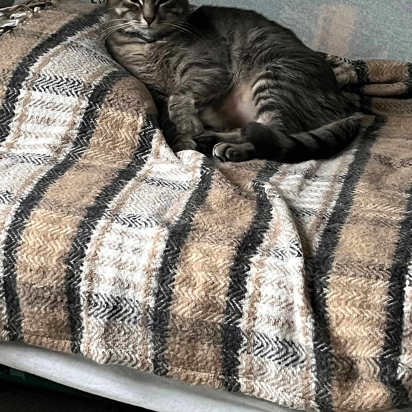 Grissouille a rejoint le concours — aidez-le/la à gagner de superbes lots ! animal, blanket, cat, comfort, couch, cozy, feline, fur, home, indoor, pet, relaxed, resting, sleepy, soft_lighting, striped, tabby, tail, texture, whiskers