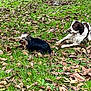 Hira a rejoint le concours — aidez-le/la à gagner de superbes lots ! animal, autumn, black, brown, canine, daylight, dog, fall, fur, grass, leaf_litter, leaves, nature, outdoor, park, pet, playful, relaxing, tree, white