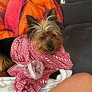 Hira a rejoint le concours — aidez-le/la à gagner de superbes lots ! black, blanket, brown, comfort, couch, cozy, cute, dog, fabric, fur, fur_texture, indoor, leg, pattern, pet, red, relaxed, small_dog, tongue, white