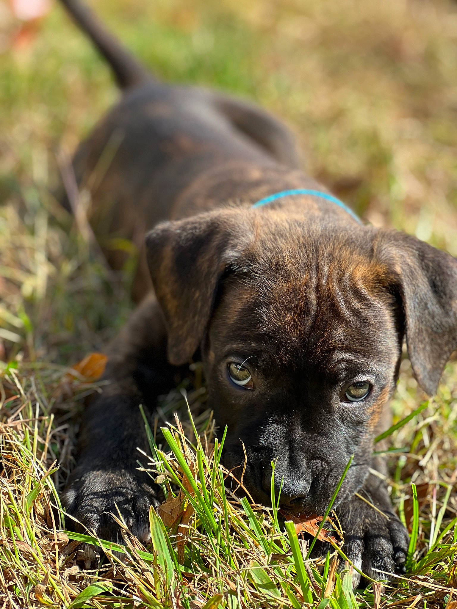 King joined the competition — help win amazing prizes! borador, canidae, carnivore, collar, companion_dog, dog, dog_breed, dog_collar, fawn, fur, grass, gun_dog, liver, plant, retriever, snout, sporting_group, terrestrial_animal, whiskers, working_animal