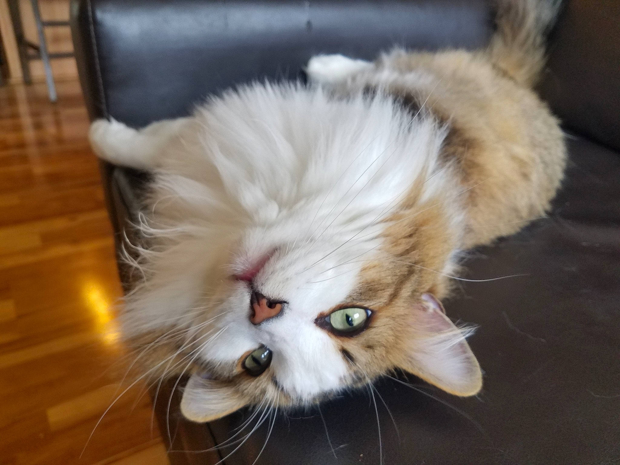 Loki is registered to the contest to win money with this photo: carnivore, cat, claw, domestic_short_haired_cat, eye, fawn, felidae, flooring, fur, hardwood, iris, paw, persian, small_to_medium_sized_cats, snout, tail, terrestrial_animal, varnish, whiskers, wood