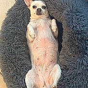 Fiona participe au concours pour gagner de l'argent avec cette photo : dog, chihuahua, pet_bed, lying_down, relaxed, white_dog, fluffy, cute, indoor, animal, small_dog, paw, fur, nose, ears, tail, resting, comfort, portrait, canine