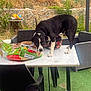 animal, backyard, bag, black_and_white, chair, curious, dog, dog_food, furniture, garden, grass, greenery, marble_table, nature, outdoor, pet, plastic_chair, sniffing, stone_wall, table