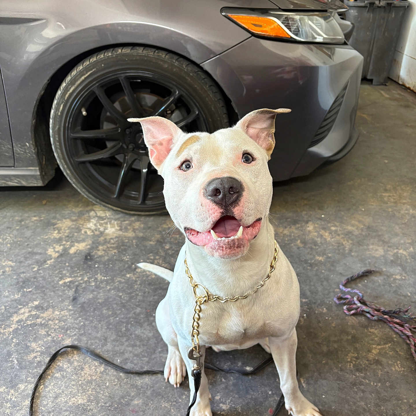 Tigger joined the competition — help win amazing prizes! animal, canine, car, chain, closeup, collar, dog, ears_up, floor, garage, happy, indoor, leash, looking_up, pet, playful, sitting, smiling, tire, white_dog