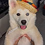 animal, blue_eye, brown_eye, cute, dog, fluffy, funny_hat, hands, hat, heterochromia, holding, indoor, manicure, nails, pet, portrait, puppy, sombrero, tongue_out, white_fur