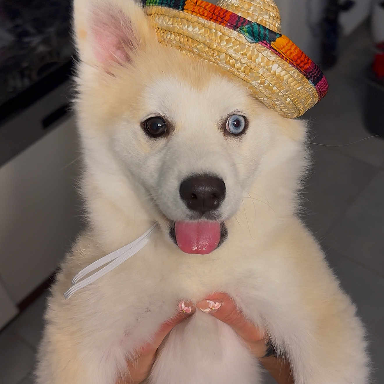 Vaiana participe au concours pour gagner de l'argent avec cette photo : animal, blue_eye, brown_eye, cute, dog, fluffy, funny_hat, hands, hat, heterochromia, holding, indoor, manicure, nails, pet, portrait, puppy, sombrero, tongue_out, white_fur
