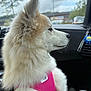 Vaiana a rejoint le concours — aidez-le/la à gagner de superbes lots ! animal, calm, car_interior, cloudy_sky, companion, daytime, dog, domestic_animal, fluffy, fur, human_hand, mammal, outdoor_view, parking_lot, pet, pink_harness, seat, side_profile, transportation, window