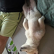Vaiana participe au concours pour gagner de l'argent avec cette photo : animal, casual, couch, cozy, dog, floor, furniture, human, indoor, lying_down, paw, person, pet, relaxed, resting, shorts, sleeping, slippers, tattoos, white_dog