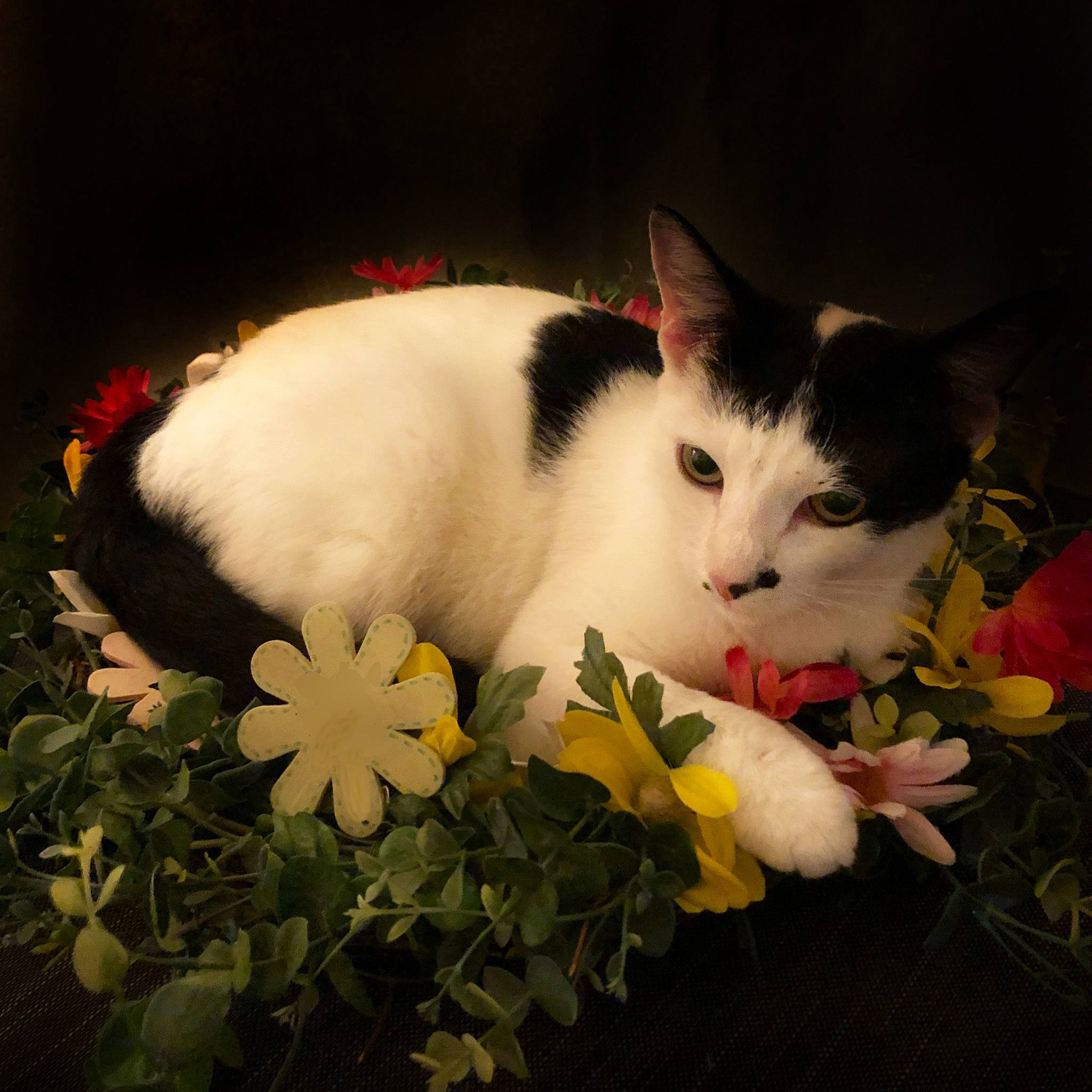 Miss Bunny is registered to the contest to win money with this photo: annual_plant, art, carmine, carnivore, cat, domestic_short_haired_cat, felidae, flower, flowering_plant, fur, grass, petal, plant, sitting, small_to_medium_sized_cats, snout, tail, terrestrial_animal, whiskers, window