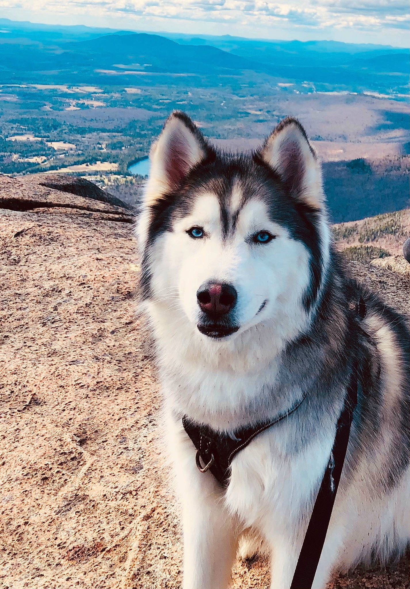Lupin joined the competition — help win amazing prizes! ancient_dog_breeds, canidae, carnivore, cloud, companion_dog, dog, dog_breed, fur, landscape, siberian_husky, sky, sled_dog, snout, sporting_group, terrestrial_animal, tree, wilderness, winter, working_animal, working_dog