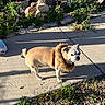 dog, small_dog, outdoor, concrete, path, plants, rocks, flowers, sunlight, shadow, fur_accessory, curious, garden, nature, greenery, daytime, pet, animal, cute, standing