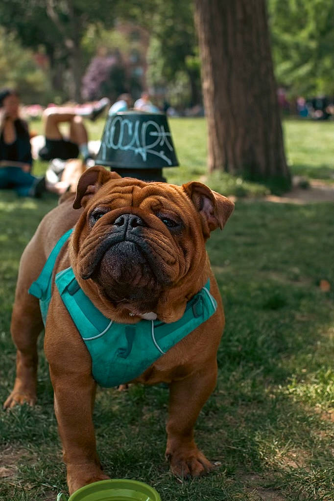 Mr. Pickles joined the competition — help win amazing prizes! ancient_dog_breeds, bulldog, canidae, carnivore, companion_dog, dog, dog_breed, fawn, grass, green, leisure, non_sporting_group, plant, snout, sporting_group, terrestrial_animal, tree, white_english_bulldog, working_dog, wrinkle