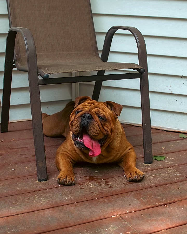 Mr. Pickles joined the competition — help win amazing prizes! bulldog, canidae, carnivore, chair, companion_dog, dog, dog_breed, fawn, floor, flooring, hardwood, liver, molosser, plant, shar_pei, snout, sporting_group, toy_dog, wood, wrinkle