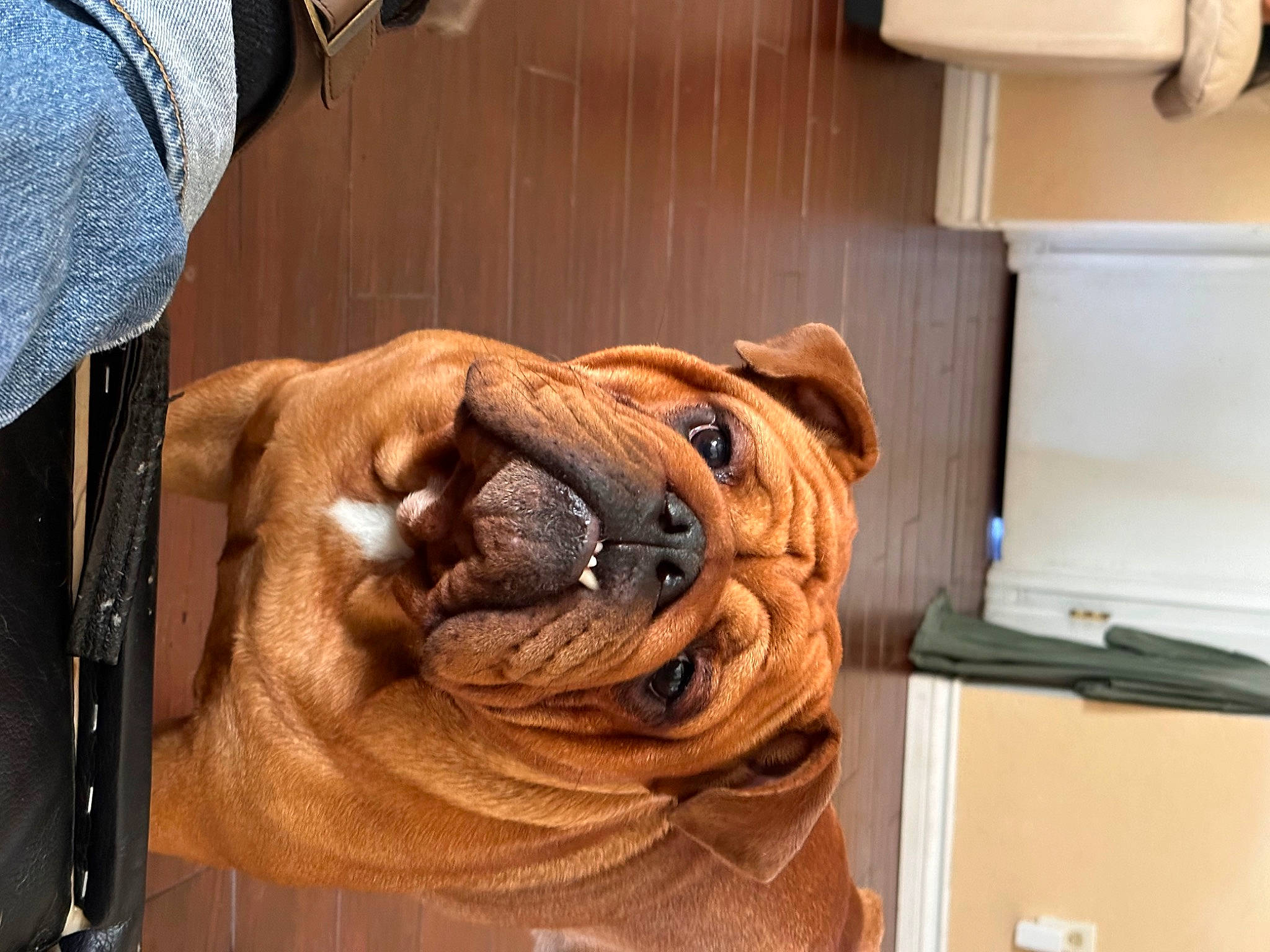 Mr. Pickles joined the competition — help win amazing prizes! canidae, carnivore, comfort, companion_dog, dog, dog_breed, fawn, flooring, fur, hardwood, nail, paper_towel, personal_protective_equipment, shar_pei, snout, sporting_group, wood, working_animal, wrinkle, wrist