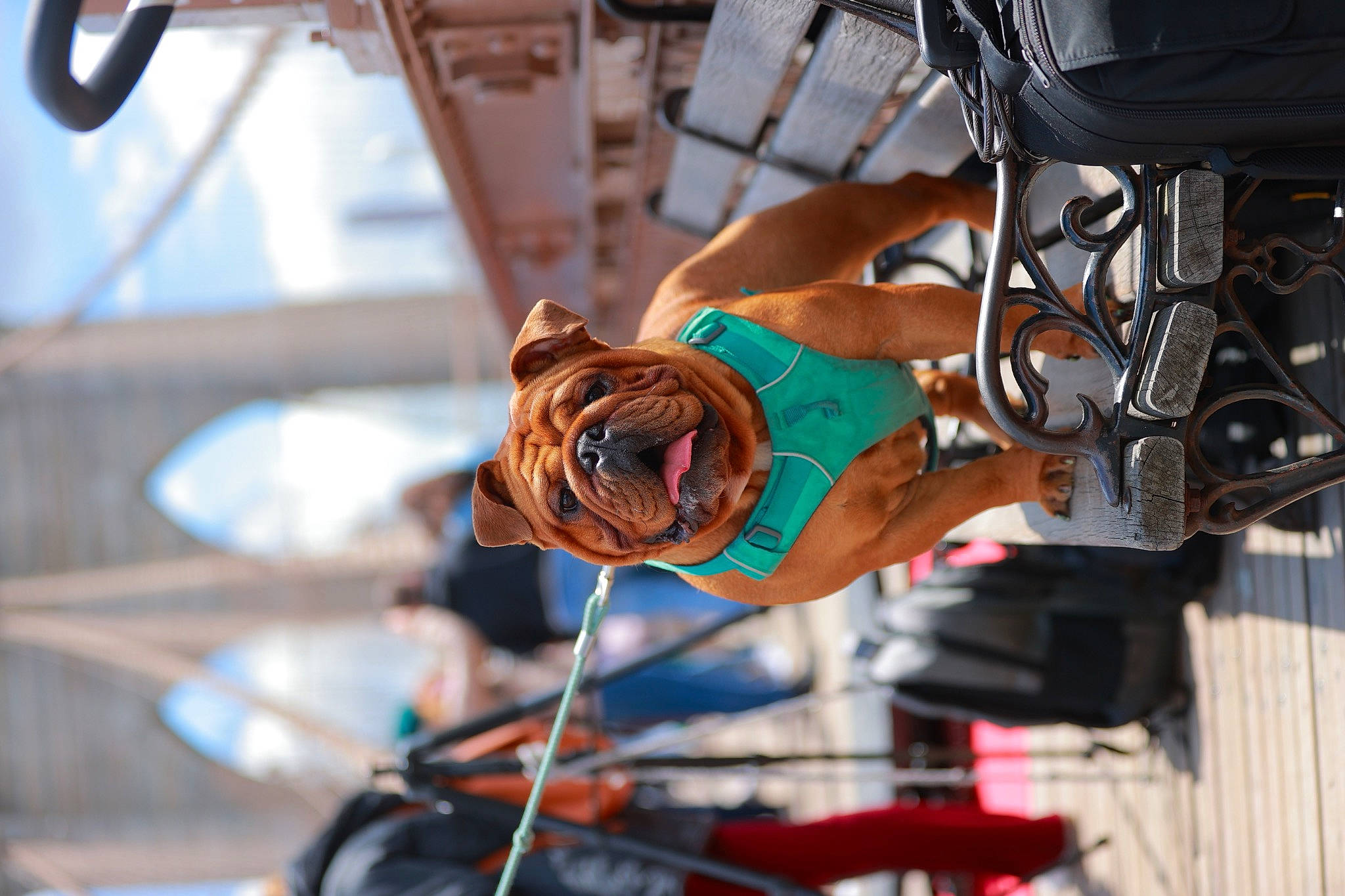 Mr. Pickles is registered to the contest to win money with this photo: action_figure, adventure, audio_equipment, auto_part, bicycle_handlebar, costume, eyewear, fictional_character, fun, helmet, human_leg, machine, personal_protective_equipment, recreation, shorts, sports_gear, sunglasses, vehicle, wire