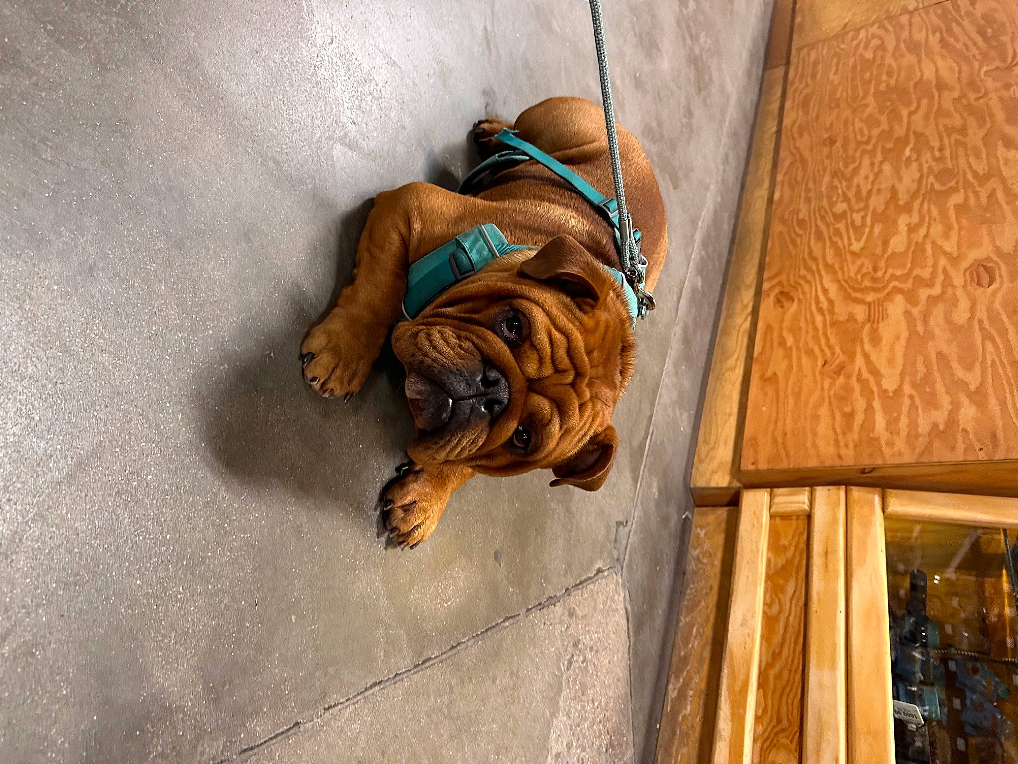 Mr. Pickles joined the competition — help win amazing prizes! canidae, carnivore, comfort, companion_dog, dog, dog_breed, fawn, felidae, floor, flooring, fur, hardwood, pattern, rope, sporting_group, tints_and_shades, window, wood, wood_stain, working_animal