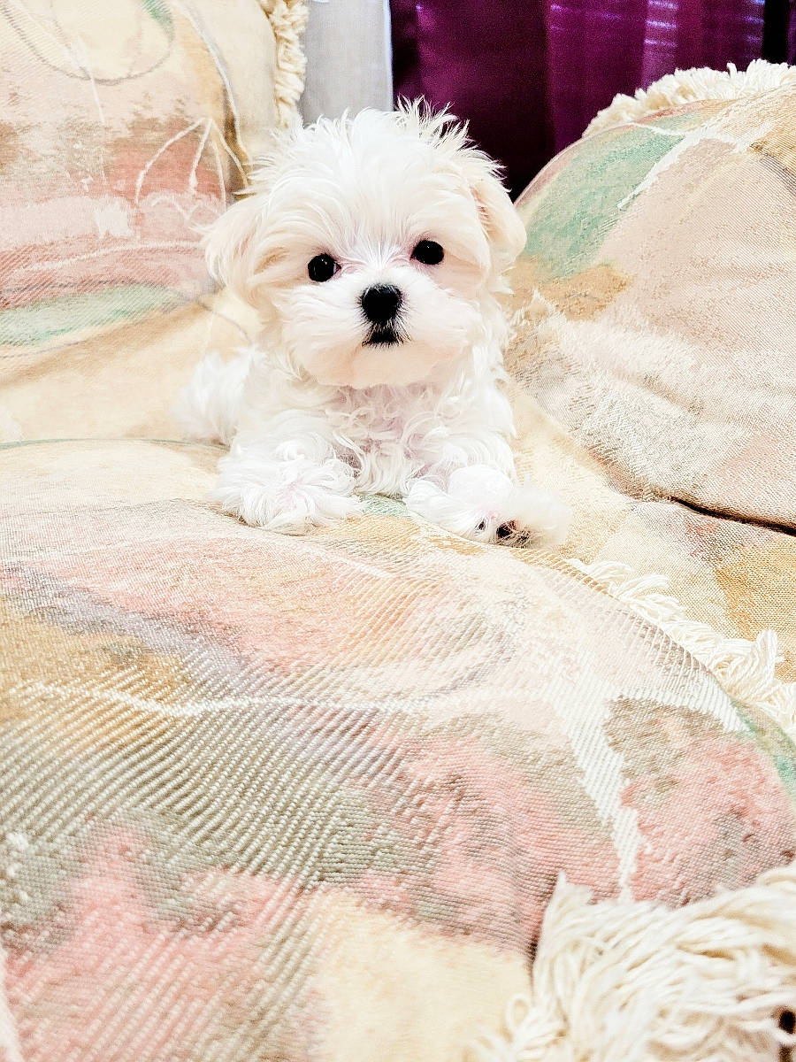 Savannah joined the competition — help win amazing prizes! carnivore, comfort, companion_dog, couch, dog, dog_breed, dog_supply, fawn, fur, labradoodle, linens, pattern, pet_supply, pink, small_terrier, sporting_group, terrier, toy_dog, water_dog, working_animal