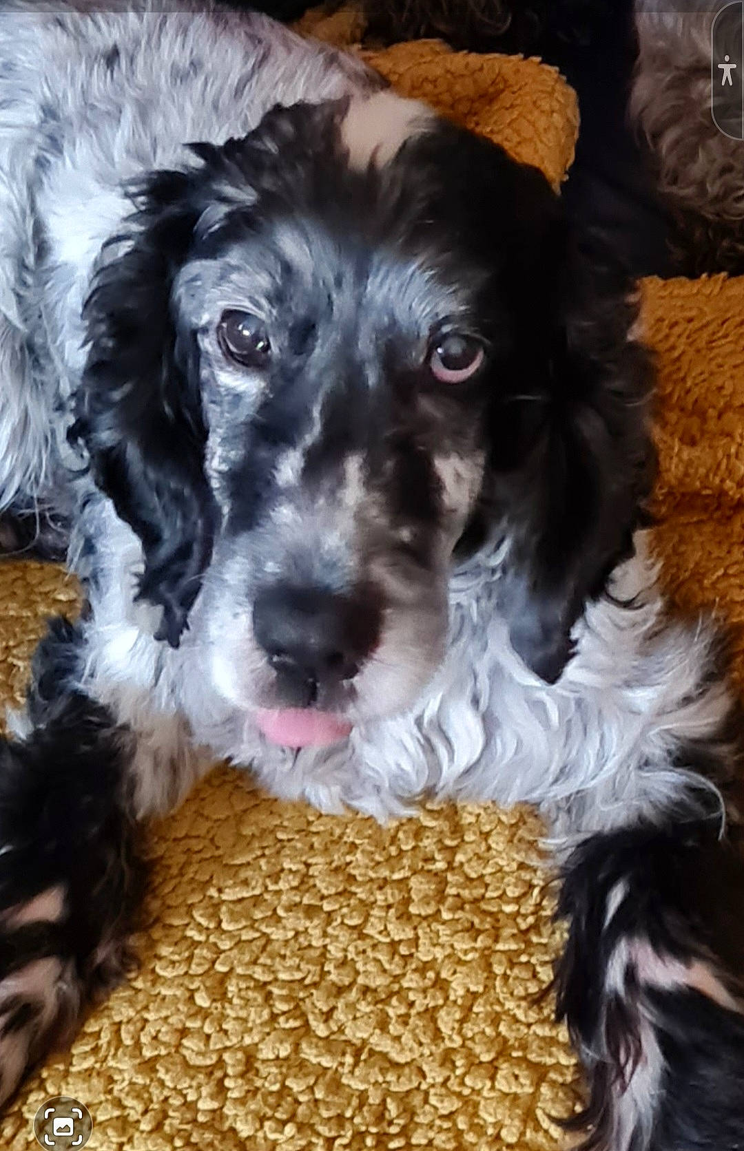 Prince is registered to the contest to win money with this photo: canidae, carnivore, cocker_spaniel, companion_dog, dog, dog_breed, dog_collar, fur, liver, pattern, snout, spaniel, sporting_group, toy_dog, water_dog, whiskers, working_animal