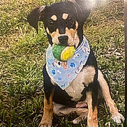 Ruby joined the competition — help win amazing prizes! puppy, dog, grass, tennis_ball, bandana, blue_bandana, outdoor, pet, playing, sitting, young_dog, cute, animal, canine, nature, sunlight, fun, fetch, ears, tongue