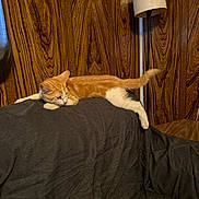 Thomas Omalley joined the competition — help win amazing prizes! animal, cat, couch, cozy, curious, dark_fabric, feline, fur, home, household, indoor, kitten, lamp, orange_cat, pet, relaxed, resting, tail, white_cat, wood_paneling
