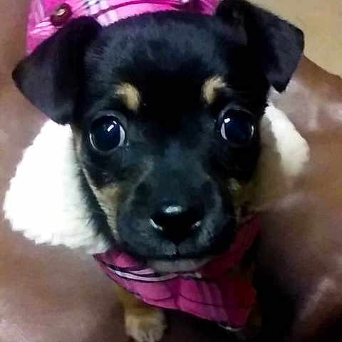 Chevelle is registered to the contest to win money with this photo: