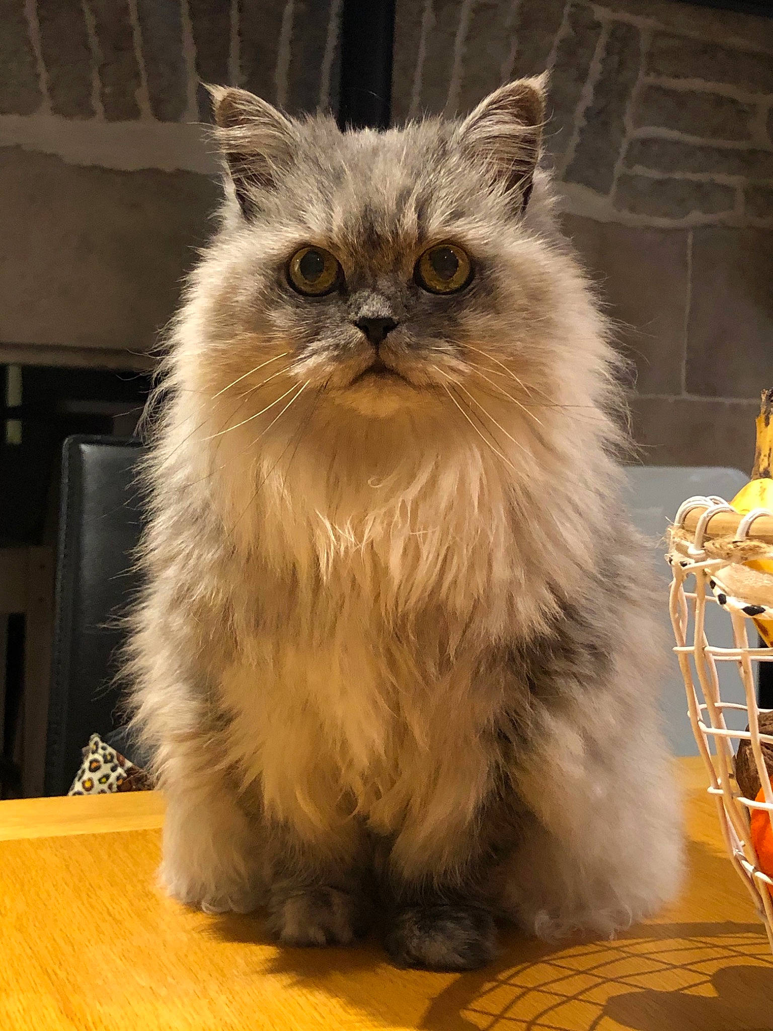 Haya participe au concours pour gagner de l'argent avec cette photo : american_curl, asian, asian_semi_longhair, british_longhair, british_semi_longhair, carnivore, cat, cymric, domestic_long_haired_cat, felidae, himalayan, maine_coon, mammal, norwegian_forest_cat, persian, ragamuffin, siberian, small_to_medium_sized_cats, vertebrate, whiskers
